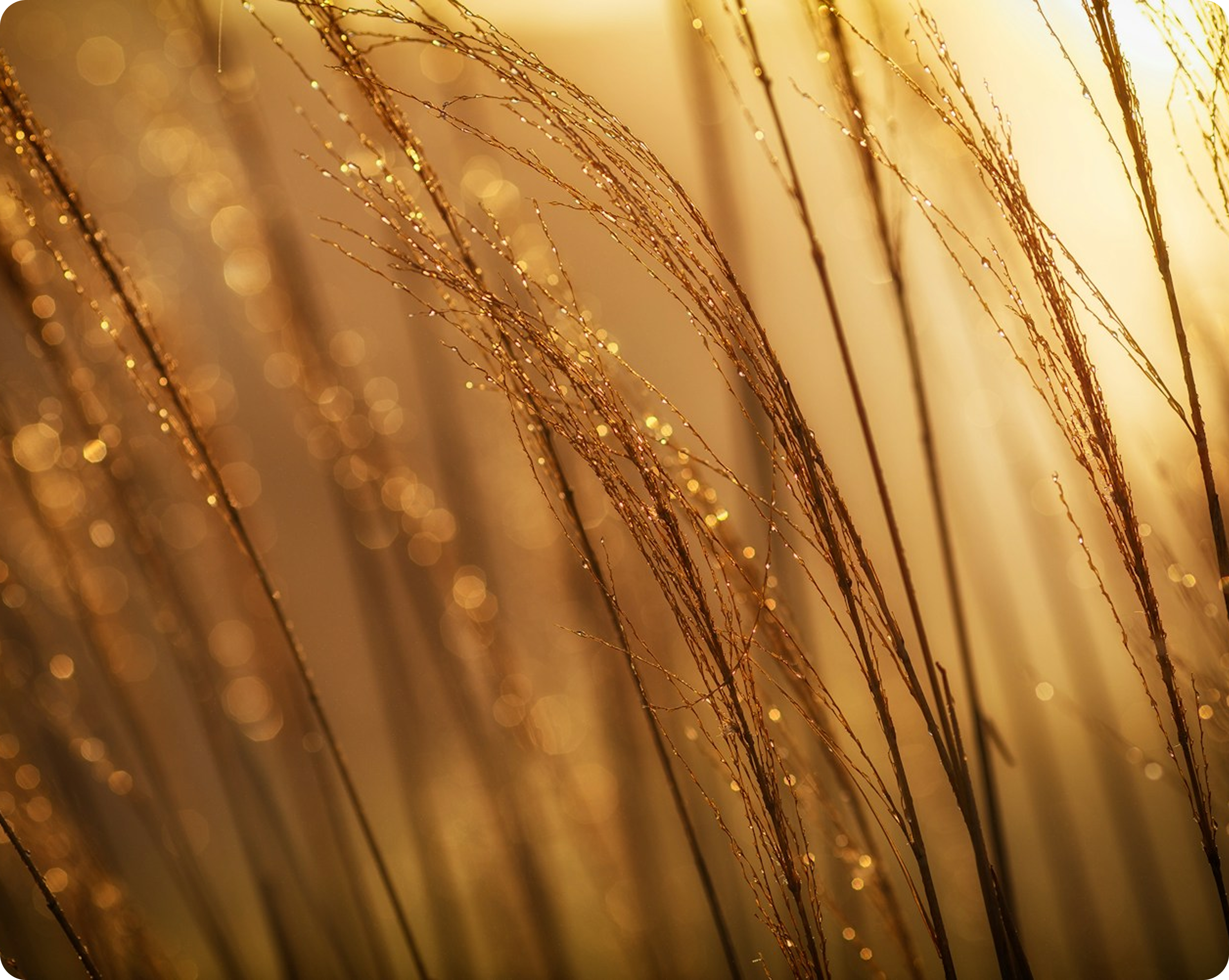 Contact Us Illustration